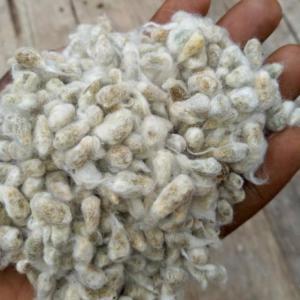 graines de coton - céréales bonjour,  nous sommes une entreprises basé au benin plus précisément à cotonou,  nous sommes spécialisée dans la fourniture des produit comme ,  le soja , les graines de coton et l'huile rouge,  nous fournissons de très bonne qualités de produit que