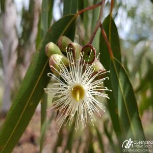 CORYMBIA CITRODORA - matiere vegetale nous disposons quantités des corymbia citrodora naturel de très bonne qualités et nous cherchons de bon clients --au niveaux nationales et internationale .--niveaux internationale les produits est livrais en france.--si vous étés intéressés veuillez n