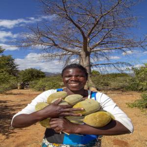 Baobab fruit and powder , pain de singe  - roasted seeds and nuts nous sommes une société spécialisée dans la production de la poudre de baobab très fine tamisée avec des tamis vibrant sans sable ni résidu. nous fournissons en gros et en détail le fruit de baobab,  la poudre de baobab et les graines de baobab.