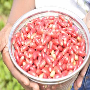 Synsepalum (Baie Miracle) du Bénin en déstockage 