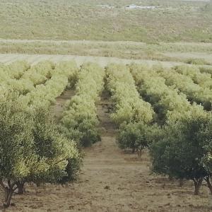 Vente d'une ferme d'olivier 40ha - autres je cherche à vendre une ferme d'olivier 40 ha de surface globale.--située à ayacha et implantée depuis 2010 à 40 km de tanger et 40 km de tetouan.--la ferme est composée de 4 parcelles est équipée de 2 bassins de stockage d’eau,  2 salles de sto