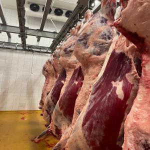 Le bœuf est halal carcasse et sous vide  - viandes et oeufs nous sommes une entreprise algérienne spécialisée dans le domaine de l'importation de carcasses et sous  vide fraîches de bœuf nous recherchons des fournisseurs ou abattoirs halal espagne --- la quantité chaque semaine est de 40 tonnes bœuf halal carcass