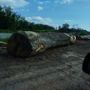 grumes chênes - bois charbon fibre je vous propose un lot de grumes chene ,  gros diamètre  qualité b/c ,  possibilité de livraison ,  faire offre au m3  ,  bois abattues début d'année ; --prix - faire offre