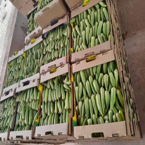 gombo - fruits et légumes bonjour,  nous disposons d'une quantité importante de gombo disponible au sénégal possibilité d'expédier à l'étranger.--on peut vous fournir jusqu'à 4 à 5 tonnes par semaine.