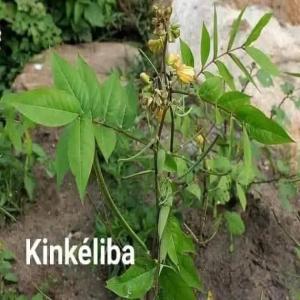 Les vertus de kinkeliba  - fruits secs et graines grillées rєcєttєѕ єndσgènєѕ--𝙻𝙴 𝙺𝙸𝙽𝙺𝙴𝙻𝙸𝙱𝙰 𝙾𝚄 𝙻𝙰 𝚃𝙸𝚂𝙰𝙽𝙴 𝚀𝚄𝙸 