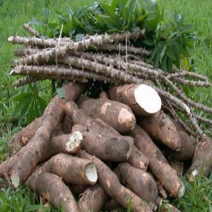 Manioc frais En hectares - autres slt suis camerounais et agriculteur spécialisé dans la culture du manioc dont je dispose des hectares que je céde donc les intéressé moi pour les conditions de vente