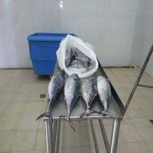 Recherche d'acheteurs grossistes de poissons  - poissons je recherche de toute urgence,  des acheteurs de différents types de poissons de mer surtout le chinchard. provenance - mauritanie