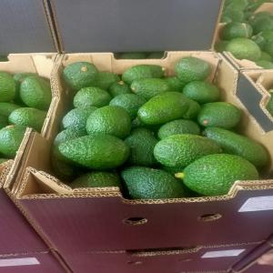 AVOCAT TYPE HASS - 50 000 t - Maroc courtier Recherche de client ...