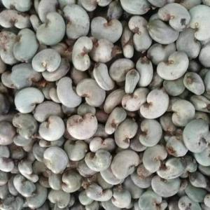 Cashew supplier looking Cashew nut buyers in Word - roasted seeds and nuts the raw cashew nut campaign in ivory coast opens in 23  days,  place your order and you will be served!--we offer you kor starting from 48.49 with a graining of 175 to 190