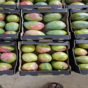 Excellent quality mango from Côte d'Ivoire 