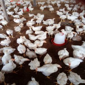 Poulets à vendre  - viandes et oeufs nous avons 1000 poulets de chaire de plus de 45 jours à vendre dans la zone de n'douci. prière de contacter la gérante