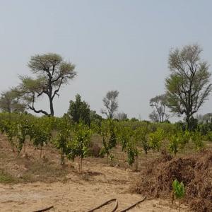 Vente Verger Fruitier de 1,8 hectares au Sénégal