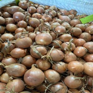 Oignons rouge et jaune origine Hollande RUNGIS - fruits et légumes découvrez la qualité supérieure des oignons hollandais,  cultivés avec soin pour offrir une saveur intense et une fraîcheur incomparable.--oignon rouge origine hollande calibre 60/80 sac de 10 kg palette de 1250 kg à 0.89 centime le kg --oignon jaune origine h