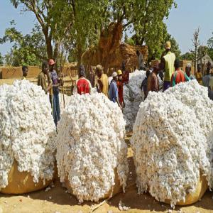 Graines de coton disponible  - céréales graines de coton disponible de 20000t disponible à la nsct au togo  ,  nous avons des bons disponible et nous recherchons des acheteurs directement selon la quantité voulu. merci de me contacter pour plus d'informations 