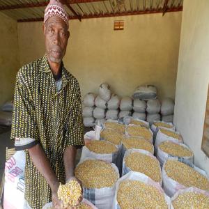 Soja bio du Togo - céréales nous disposons d'une grande production de soja bio que nous mettons en vente,  les expéditions sont possibles.. nous disposons de 8 tonnes en magasin. le prix varie selon le prix du marché au kilogramme.