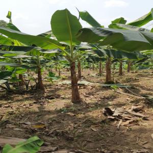 Banane-plantain  - fruits et légumes nous disposons d'une plantation de banane-plantain dans la localité de njombé-penja située à 70km de douala. la plantation est à un kilomètre du centre ville de njombé accessible facilement en voiture.nous avons 3 types de banane-plantain,  bâtar