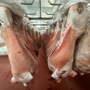 Viande - Carcasse - viandes et oeufs commercialisation viandes-carcasses issus de nos propres fermes familiales sises en espagne --- carcasse bœuf ---   poids +/- 340-380kg --*prix selon quantité pays et/ou port de livraison ---carcasse agneau ---   poids +/- 17-22kg--             +/- 13-16kg--*prix selon quantité p