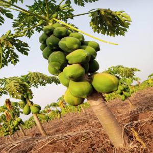 Papaya Maradona F1 available at large scale - fruits and vegetables i have a large quantity of organic papaya,  maradona f1 variety available on my farm in benin republic. i'm looking for serious customers or partners in nigeria and togo for professional partnerships where i can export my fruits. i can supply any quantity that you want. please contact me for further 