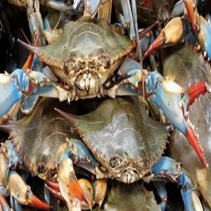 Vente de Bleu Crab we sell Blue See Crab - poissons for english,  please scroll down--nous sommes un fournisseur de crabe bleu de la mer méditerranée en provenance de tunisie.--nous sommes spécialisés dans la vente de crabes frais et biologiques,  disponibles en quantités petites et importantes. nos produits peuvent e