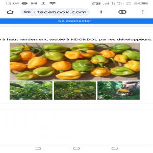 Piment et gombo  - fruits et légumes nous recherchons des acheteurs ou partenaires de piment frais (variété - piment jaune du burkina,  avenir f1....) partout en afrique car nous avons aurons une production en grande quantité.