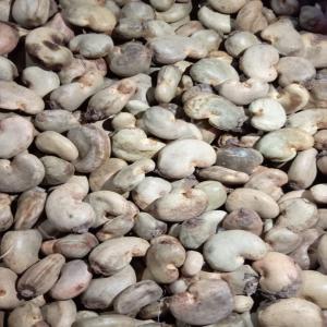 sale of raw cashew nuts - roasted seeds and nuts hello sir we are a company in the field of cashews and we have raw cashews available so if you are interested please contact us we are in ivory coast thank you.