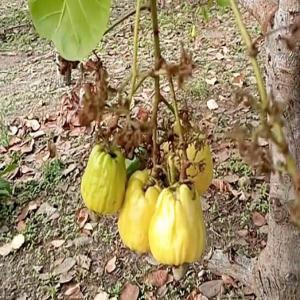 Anacarde campagne 2024  Côte d'Ivoire  - café cacao thé agro e-negociant recherche des partenaires asiatiques, indiens ou chinois pour l'achat de la production d'anacarde de plusieurs unions de coopératives agricoles de la campagne 2023-2024 -----il s'agit des productions de coopératives agricoles et d'unions de coopératives, ayant tou