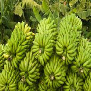 banane - fruits et légumes bonjour pour tous vos besoin en banane nous somme un importateur de banane pour tous les informations contactez nous  