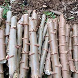 Livraison Manioc et dérivé bio  - féculents nous mettons à votre disposition des bouture de manioc de manioc améliorer d'une variété sortie de l'irad cameroun. du tapioca,  gari,  manioc sèché,  feuilles de manioc, bâton de manioc ( boboloh).--naturel aux bonnes saveurs africaines.--pour besoin meme