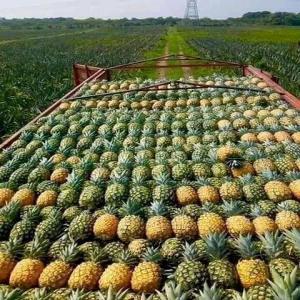 150 tonnes d'ananas pain de sucre  - fruits et légumes salut.--nous disposons de 150 tonnes d'ananas de variétés pain de sucre à vendre ,  à un prix défiant toute concurrence.--cordialement.(benin)