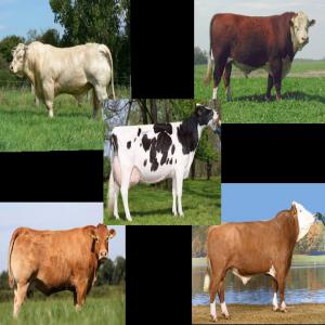   Calfs.. cows and BEEF - live animals we are an import and export company based in london,  united kingdom,  specializing in several areas. we have calfs ... cows and beef of the following breeds- charolais/smental/limousin/english hardford/holstein friesian (country of origin and export- europe) for all your requests or inquiries...pleas