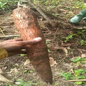 Manioc et tous ses dérivés bio - féculents nous mettons à votre disposition de tous produits de transformation à bas de manioc en grande quantité.--notamment du--- tapioca-- bâton de manioc--farine --amidon--feuille de manioc--boutures--prix très bon depuis le cameroun pour un partenariat durable.--meme les 