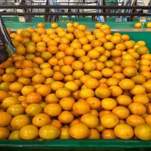 orange valencia  - fruits et légumes variety - orange valencia --pallet size 88 --pallet size 72 --pallet size 80--pallet size 100 --from egypte 