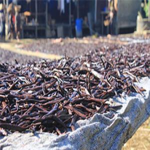 Direct cooperative vanilla sale in Antalaha - aromatic spices i am the president of the cooperative of vanilla producers in madagascar.----our cooperative brings together 2, 354 vanilla producers in our region. each season our farmers produce 300 to 754 tonnes of green vanilla and 42 to 83.7 tonnes finished per year.------we,  the farmers,  wish to have direct an