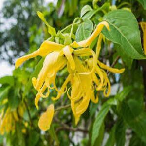 Huiles Essentielles d'Ylang Ylang de Madagascar - huiles découvrez nos précieuses huiles essentielles d'ylang ylang,   grade i,  ii,  iii et complète,  disponibles à la vente. originaire de madagascar,  chaque goutte de nos produits incarne l'excellence du commerce durable et équitable. accompagnées d'analyses chromato