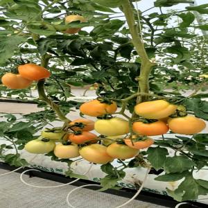 Vente de tomates bio sous serre  - fruits et légumes entreprise qui fait de la production et commercialise des tomates et piments sous serre en grande quantité.--nous sommes à la recherche de clients nationaux et internationaux (pour l'exportation).--