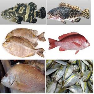 Frozen Fish - fish dear sir/madam,  (hs 030379)--we would like to offer- frozen fish. sea-water fish. main species- grouper. consist of- 1. arafura grouper (cromileptes sp.),  2. humpback grouper (cromileptes altivelis). 3. tiger grouper (epinephelus fuscoguttatus). 4. rockfish grouper (epinephelus quoyanus). frozen met