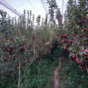 pommes - fruits et légumes bonjour à tous,  je me présente,  je suis un jeune agriculteur basé en tunisie et je suis spécialisé dans la production de pommes de qualité exceptionnelle. je suis à la recherche de nouvelles opportunités de distribution afin de mettre en valeur