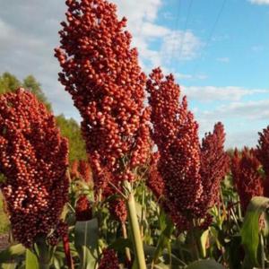  High Quality Natural Red Sorghum For Sale - seed plant seed product- red sorghum--origin-tanzania --moisture-12%max--admixture-0.5%max--imperfect-2%max--broken millet-max.3%--other coloured grains-max.3%--use-human consumption--packing- 25/50kg pp bags,  vacuume bag .