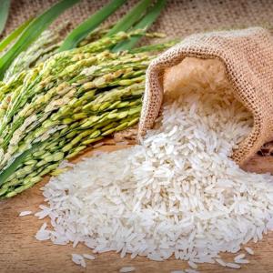 RIZ INDIEN/ INDIAN RICE  - céréales notre societé met à votre disposition une grande quantité du riz.----spécification------riz blanc long grain -----origine - inde; vietnam----riz blanc 25% brisure - 740$ mt cif--riz blanc 5% brisure - 760$ mt cif