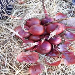 ONION FROM MOROCC ( RED AND YELLOW ) - fruits and vegetables red ,  yellow and weit onion origine morooco aviable to export.in bag 20 or 25 kg please contact about all information 