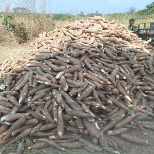 Manioc, tapioca, fufu, Gari, baton de manioc, bob - autres nous mettons a votre dispositions--nos produits derives du manioc--gari--tapioca--foufou--amidon--farine--feuille de manioc.--nous disposons des ha de cultures.--alors profitez en et commençons partenariat gagnant gagnant des à present.