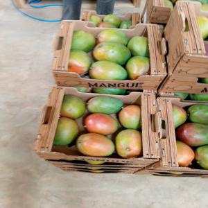 Recherche client grossiste pour fruits tropicaux  - fruits et légumes entreprise de négoce basée en france et en côte d'ivoire ,  nous assurons l'exportation des fruits tropicaux à savoir - les mangues ,  ananas et coco