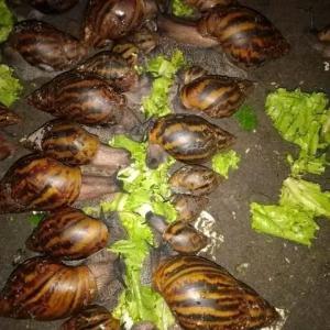 Vente d'escargots  - animaux vivants nous sommes une structure d'agro- business à recherche de partenaires pour écouler nos produits.nous vendons nos escargots au complet avec ses coquilles.nous avons la capacité de vous servir au minimum 500 sujets d'escargots par semaine 