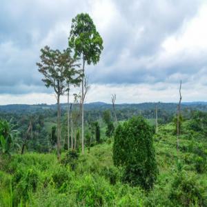 Terrain de 700 hectares agricole ou industriel - mine terrain concession terrain de 700 hectares pour exploitation agricole ou industrie et de 700 hectares à louer pour tous types de projets dans région du bas-congo plus précisément à mayombe.--atouts---mayombe est une zone avec des précipitations importantes. meme pendant le moi