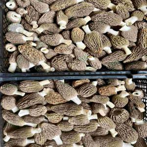 Importer Fresh  MORELS , Fresh truffle - feed we are a company for the collection and processing of truffles and fresh mushrooms (e.g. morel mushrooms,  porcini..) .--due to the approaching seasonality of our products. we are looking for a secure partnership with your company. we can supply different quantities (in the future) of our fresh truff