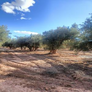 arbres olivier Réimplantables - horticulture plante biocarburant bonjour, .--nous disposons une grands quantité des arbres olivier 1500 pcs réimplantables au maroc--olivier maroccain (beldi),  age entre 150 ans et 200 ans --pour plus d'informations merci de nous contacter 