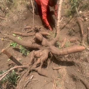 Manioc pure 100% naturel - féculents nous avons des hectares de manioc 100% naturel --depuis le cameroon.--nous produisons également en tapioca,  bâtons de manioc ,  farine,  fufu ,  waterfufu,  manioc sèché.--nous produisons selon vos besoins à un prix gagnant gagnant.--