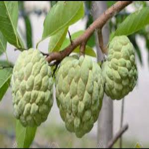 Varietes de Pepiniere - semence graine plant pépinières de moringua --pépinières de pomme cannelle --pépinières de noni--pépinières de chap chap(corosole disponible 