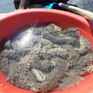 Collaboration in Sea Cucumber Supply - fish --producers and exporters of sea cucumbers,  specifically of the holothuria forskali type,  are seeking serious buyers in the agri-food,  pharmaceutical,  or cosmetic industries. our products are sourced off the coast of cameroon. contracts for 600kg to 1000kg per month are available on cif or fob terms