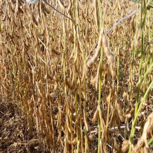 Coton et soja disponibles  - semence graine plant pour tous vos besoins en soja et en coton nous sommes disposés à vous satisfaire. nous disposons d'une importance quantité pouvant etre livré jusqu'à 10000tonnes voir 15000tonnes.--svp,  nous recherchons des partenaires ou clients sérieux avec lesquels l'on p